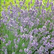 Lavandula angustifolia 'Munstead'