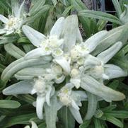 Leontopodium alpinum Leontopodium alpinum