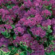 Ageratum hybrid 'Artist Purple' Ageratum hybrid 'Artist Purple'