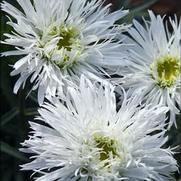 Leucanthemum superbum 'Aglaia' Leucanthemum superbum 'Aglaia'