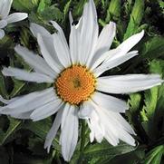 Leucanthemum superbum 'Alaska' Leucanthemum superbum 'Alaska'