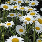 Leucanthemum superbum 'Becky' Leucanthemum superbum 'Becky'