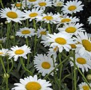 Leucanthemum superbum 'Becky'