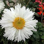 Leucanthemum superbum 'Crazy Daisy' Leucanthemum superbum 'Crazy Daisy'