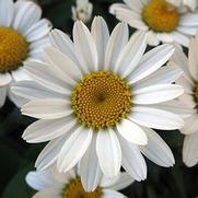 Leucanthemum superbum 'Snowcap'