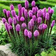 Liatris spicata 'Floristan Violet' Liatris spicata 'Floristan Violet'