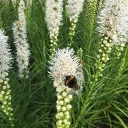 Liatris spicata 'Floristan White'