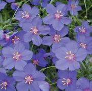 Anagallis hybrid 'Wildcat Blue' Anagallis hybrid 'Wildcat Blue'