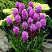 Liatris spicata 'Kobold' Liatris spicata 'Kobold'
