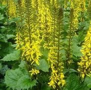 Ligularia stenocephala 'The Rocket' Ligularia stenocephala 'The Rocket'