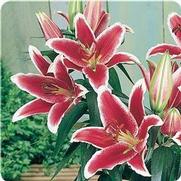 Lilium oriental 'Maru' Lilium oriental 'Maru'