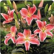 Lilium oriental 'Stargazer'