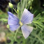 Linum perenne 'Blue Flax'