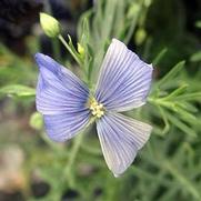 Linum perenne 'Blue Flax'