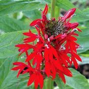 Lobelia cardinalis 'Green Native'