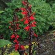 Lobelia cardinalis 'Queen Victoria'