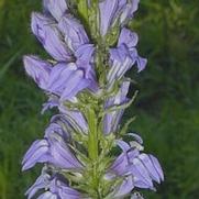 Lobelia siphilitica 'Great Blue'