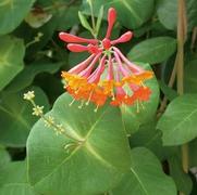 Lonicera x brownii 'Dropmore Scarlet'