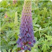 Lupinus polyphyllus 'Gallery Blue'