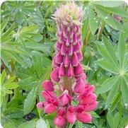 Lupinus polyphyllus 'Gallery Red'