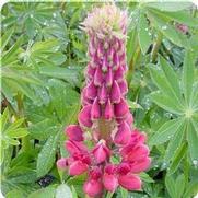 Lupinus polyphyllus 'Gallery Red'