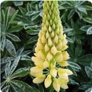 Lupinus polyphyllus 'Gallery Yellow'