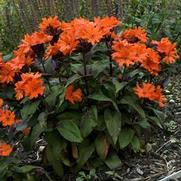 Lychnis arkwrightii 'Orange Gnome' Lychnis arkwrightii 'Orange Gnome'