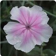 Lychnis coronaria 'Angel Blush' Lychnis coronaria 'Angel Blush'
