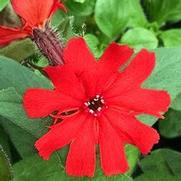 Lychnis x haageana 'Lumina Red Bronze Leaf'