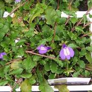 Mazus reptans 'Purple' Mazus reptans 'Purple'