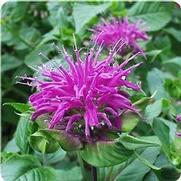 Monarda didyma 'Blue Stocking' Monarda didyma 'Blue Stocking'