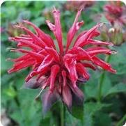 Monarda didyma 'Cambridge Scarlet'