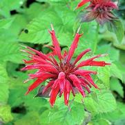Monarda didyma 'Gardenview Scarlet' Monarda didyma 'Gardenview Scarlet'