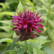 Monarda didyma 'Grand Marshall' Monarda didyma 'Grand Marshall'
