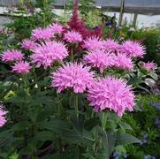 Monarda didyma 'Grand Mum'