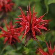 Monarda didyma 'Jacob Cline' Monarda didyma 'Jacob Cline'