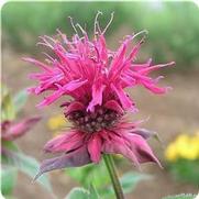 Monarda didyma 'Raspberry Wine' Monarda didyma 'Raspberry Wine'