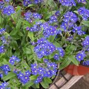 Myosotis sylvatica 'Blue'