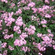 Myosotis sylvatica 'Rosa' Myosotis sylvatica 'Rosa'