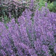 Nepeta faassenii 'Walker's low' Nepeta faassenii 'Walker's low'