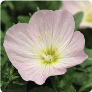 Oenothera berlandier 'Siskiyou Pink' Oenothera berlandier 'Siskiyou Pink'