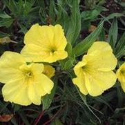 Oenothera Missouriensis 'Missouri Primrose'