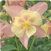 Aquilegia hybrid 'Swan Pink and Yellow'