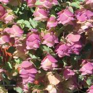 Origanum vulgare 'Kent Beauty'