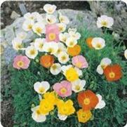 Papaver alpinum 'Alpine Mix' Papaver alpinum 'Alpine Mix'
