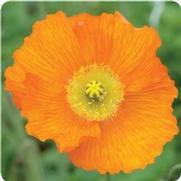 Papaver nudicaule 'Champagne Bubbles Orange'