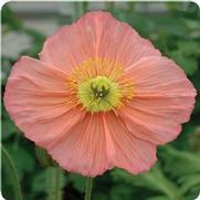 Papaver nudicaule 'Champagne Bubbles Pink'