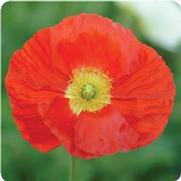 Papaver nudicaule 'Champagne Bubbles Scarlet' Papaver nudicaule 'Champagne Bubbles Scarlet'