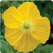 Papaver nudicaule 'Champagne Bubbles Yellow'