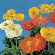 Papaver nudicaule 'Wonderland Mix' Papaver nudicaule 'Wonderland Mix'